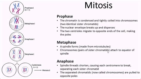 The Cell Cycle And Mitosis A Level Biology Youtube