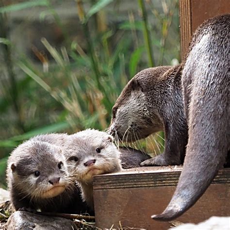 Meet London Zoos Baby Otters Born During Covid 19 Lockdown Cgtn