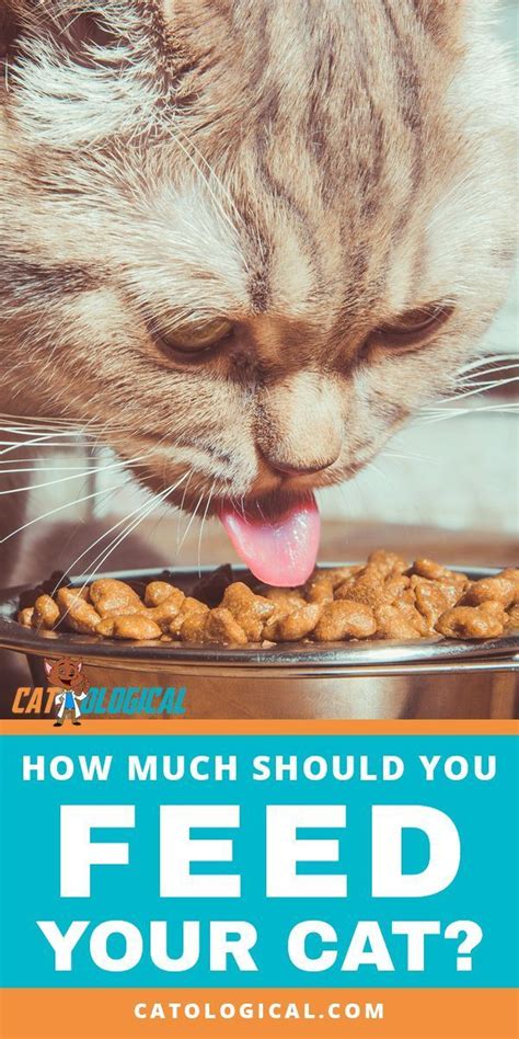 The change could take months, so be patient! Learn how much to feed your cat based on its age and size ...