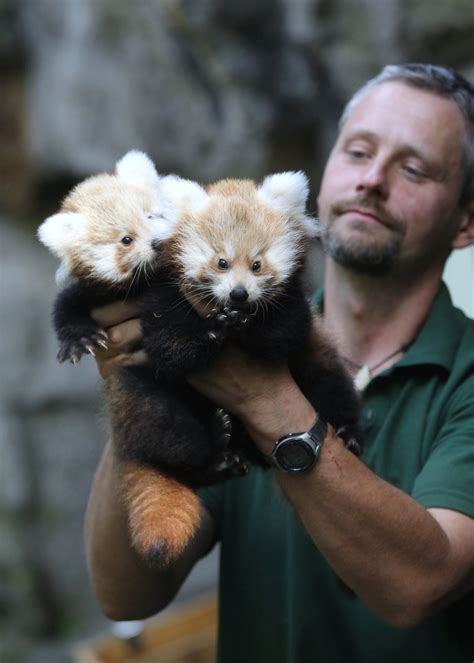 Tierpark Zoo Presents Twin Baby Red Pandas