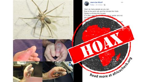 Dangerous Violin Spider Invading South African Homes Warning Is
