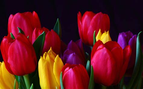Beautiful Tulips Flowers Wallpaper 2560x1600 22602