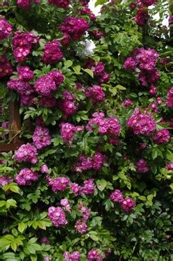 Maybe you would like to learn more about one of these? Perennial Blue | Roses UK
