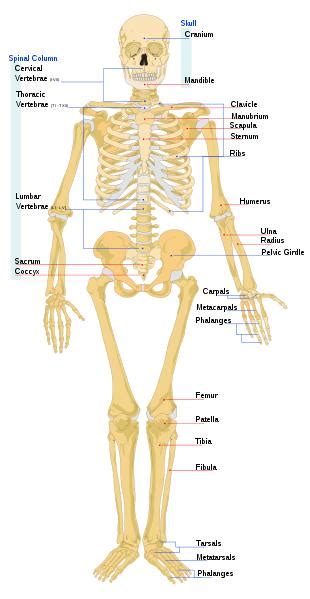 They are attached to the spine in the back. Biology for Kids: List of Human Bones
