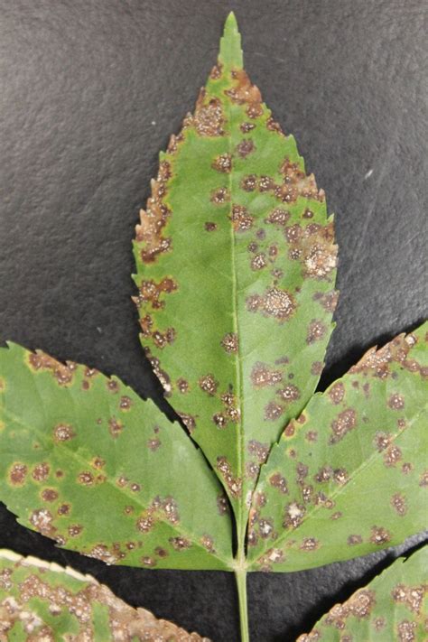 Ash Leaf Spot On Green Ash Trees In Kansas K State Turf And Landscape