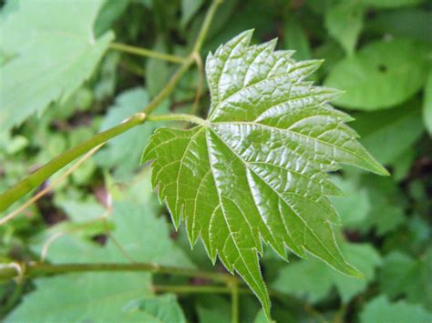 Since grapes need plenty of sun to grow, you will often see the vines stretching high into the canopy of trees as they reach for the sunlight. The Botanical Hiker: Grapes, Daylilies, and Mallows A-Plenty