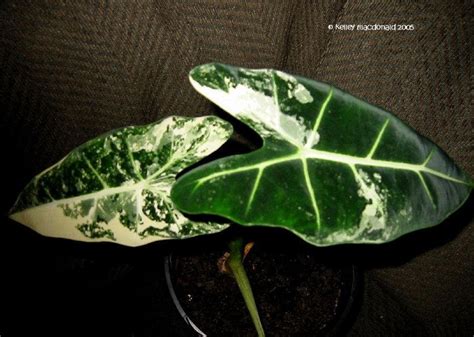 Alocasia lauterbachiana is a tender, upright perennial, suitable for both indoor and outdoor environment. PlantFiles Pictures: Alocasia, Variegated Elephant Ear ...