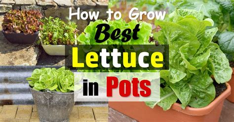 Growing Lettuce In Containers How To Grow Lettuce In