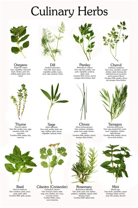 Maybe you would like to learn more about one of these? Pin on Herbs and spices