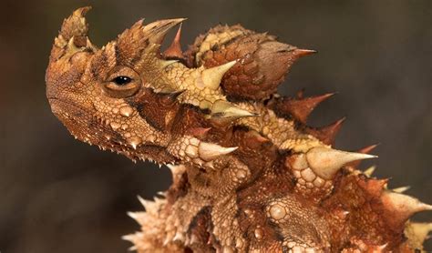 The Thorny Devil Lizards Drinking Habits Australian Geographic