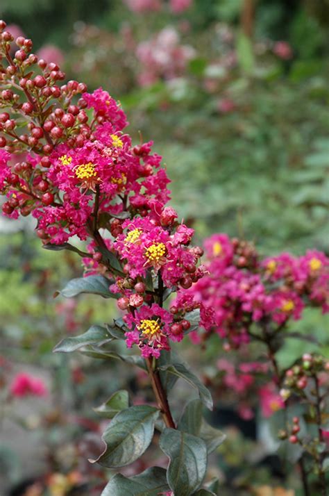All of our gift baskets can be customised by adding wine, champagne, beer, alcohol or gourmet foods. Plum Magic Crapemyrtle (Lagerstroemia 'Plum Magic') in ...