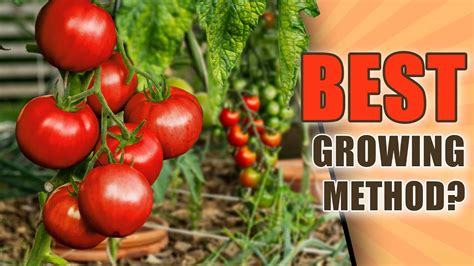 Square Foot Gardening TOMATOES | HOW TO GROW Tomatoes In ONE SQUARE FOOT - YouTube