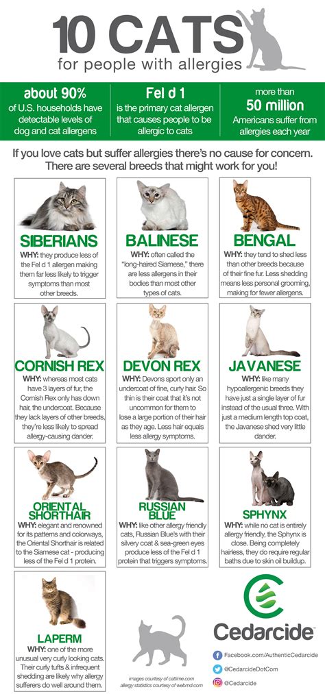10 Cats For People With Allergies Cat Breeds Hypoallergenic Cat