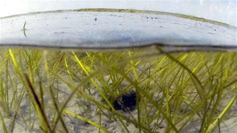 Flesh Eating Bacteria Vibrio Vulnificus Bacteria Kills 5 In Florida