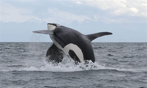 Get To Know The Salish Sea Orcas David Suzuki Foundation