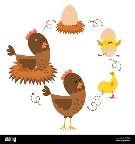 Chicken Life Cycle Hatching And Growing Process Of Chicken Stages Of