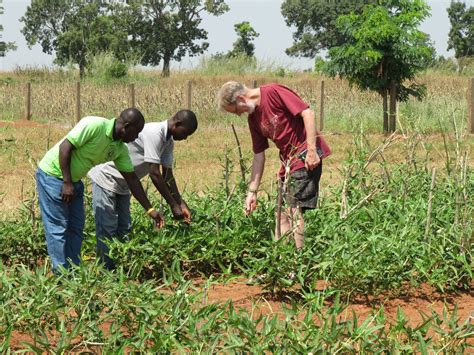 Impact of the control measures on the targeted. Nigeria has given a new GM cowpea variety the go ahead ...