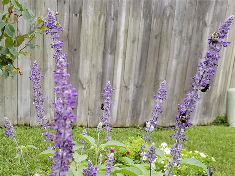 Choose Annual Perennial Salvias For Summer Beauty Mississippi State