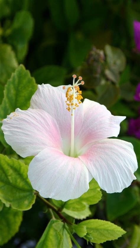 15 Beautiful Hibiscus Flowers Hibiscus Plant Amazing Flowers White