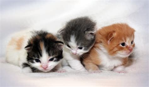 30 Very Cute Ragamuffin Kitten Pictures And Images