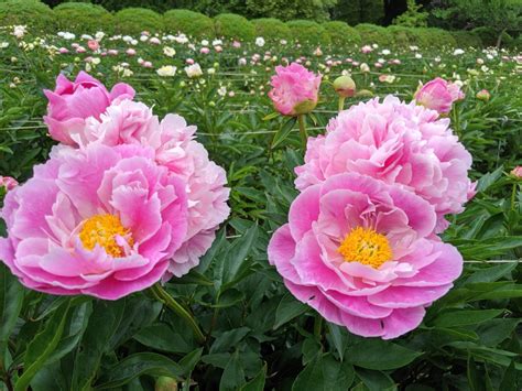 My Herbaceous Peonies In Bloom The Martha Stewart Blog