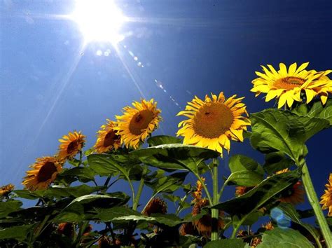 Beginilah 15 Karakteristik Tanaman Bunga Matahari Yang Mantul