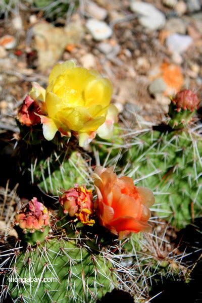 Blooming Cactus Species Unknown In New Mexico