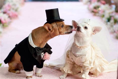 Canine Couples Will Try To Break The Largest Dog Wedding World Record