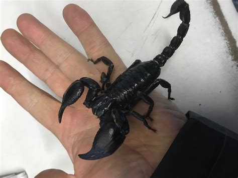 Scorpion Indian Giant A Z Animals