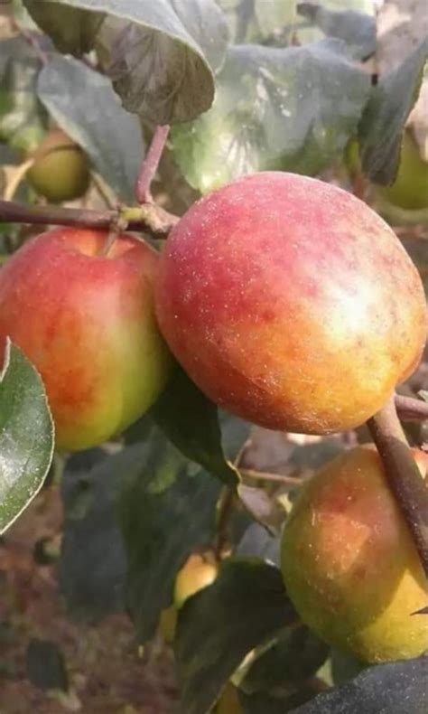 Full Sun Exposure Thai Sundori Apple Ber Plant At Rs 20piece In Kolkata Id 22872537562