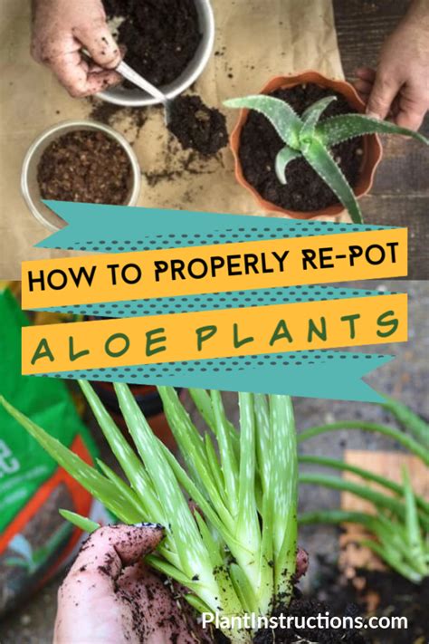 What kind of soil should i use for my cactus and succulents? How to Re-Pot Aloe Plants | Aloe plant care, Plants, Aloe