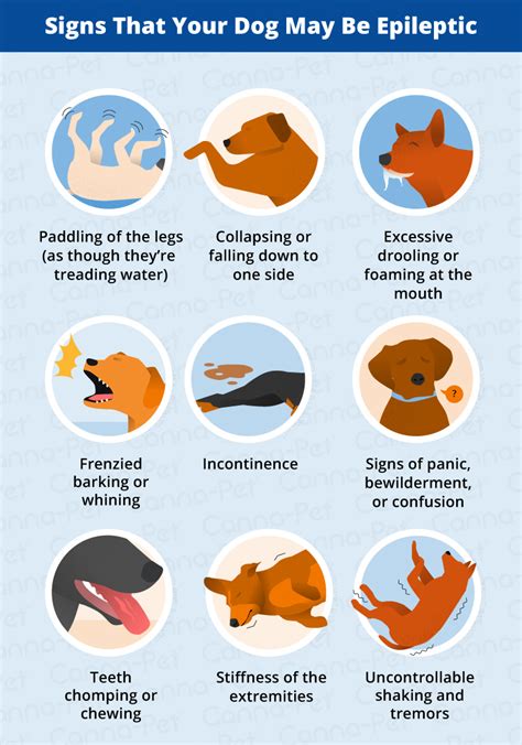 What Are The Signs Of A Dog Having A Seizure
