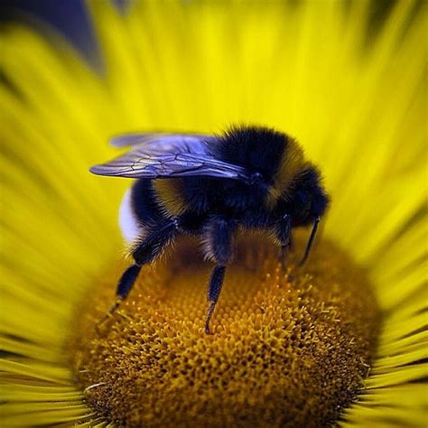 Maybe you would like to learn more about one of these? Did you know the UK has over 260 bee species? From ...