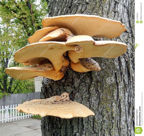 Mushroom Clusters Growing On A Tree Stock Image Image Of Bark Flora