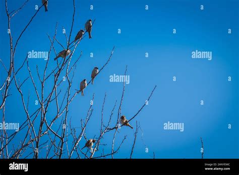 Cute Little Birds Sparrows Sit On The Tree Branches Stock Photo Alamy