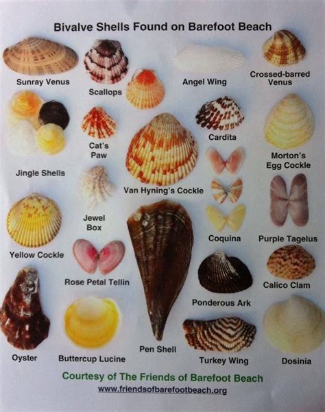 Shell Identification Types Of Shells Seashell Crafts Sea Glass Shell