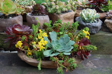 Succulent Plant Containerspace Gardening Space Gardening