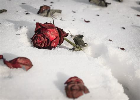Old Red Rose Lies On The Snow Stock Photo Image Of Beautiful