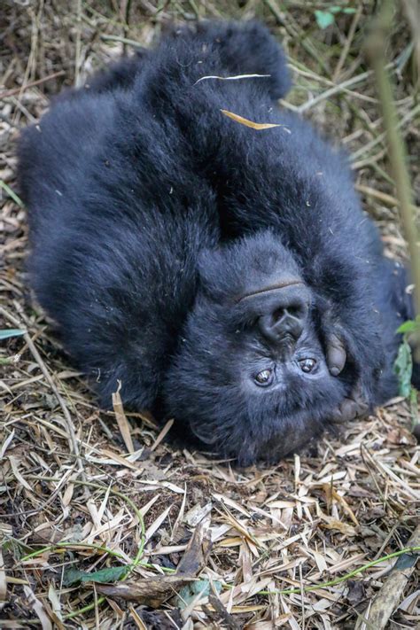 The world's largest and longest running organization fully dedicated to gorilla conservation. INTERVIEW: Dian Fossey Gorilla Fund CEO Tara Stoinski ...