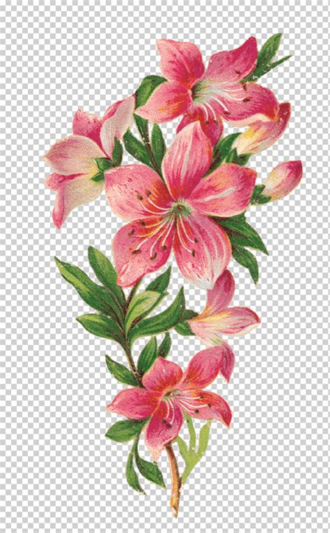 Descarga Gratis Flor Lirio De Pascua Dibujo Decoupage Bosquejo Flor