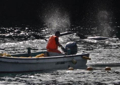 小型クジラ今季初捕獲 和歌山・太地の追い込み漁 ライブドアニュース