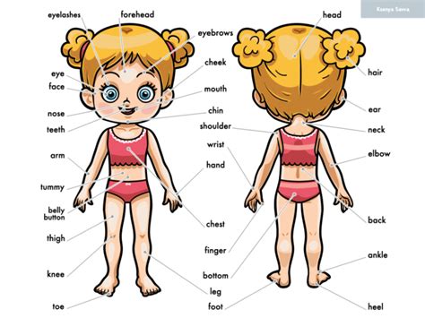My Body Parts For A Girl Cartoon Visual Dictionary For Children By