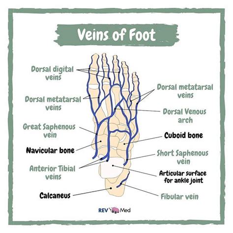 Veins Of Foot Great Saphenous Vein Foot Anatomy Surface Veins