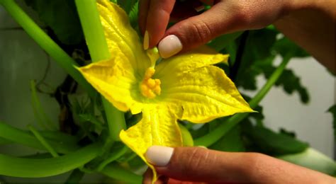 Ripe cucumbers are yellow and have a bitter taste. Flowers but No Fruit? Try Hand Pollination.
