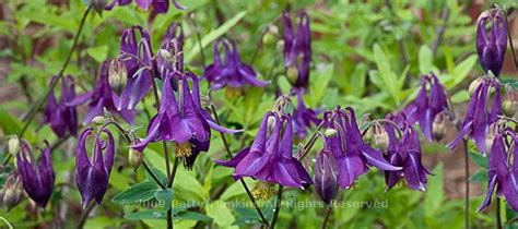 Sun to part shade height: Many Colors of Columbine :: Beautiful Flower Pictures Blog
