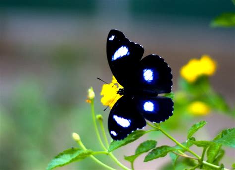 Hdwallpapers Of Butterflies ~ Wild Life