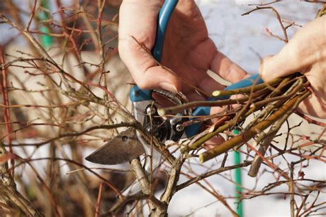 Maine Gardener Nows The Time To Prune Your Shrubs And Small Trees