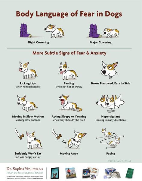 Infographic The Body Language Of Fear In Dogs The Dogington Post