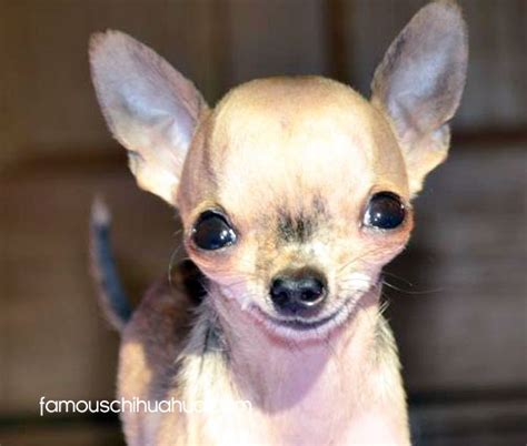 After 2 months of trying every drug, supplement, and comfort. the amazing story of mia, the precious chihuahua born with cleft palate | famous chihuahua