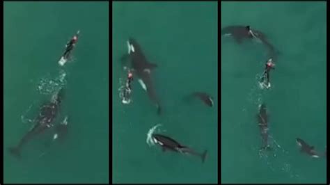 Incredible Footage Shows Orcas Playing With Swimmer In The Wild